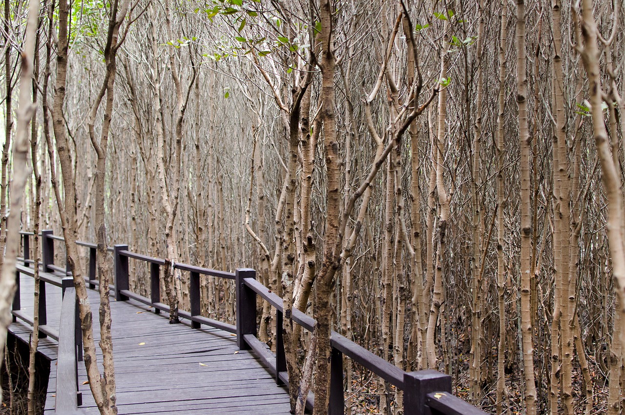 What Role Do Mangrove Forests Play in Marine Biodiversity?